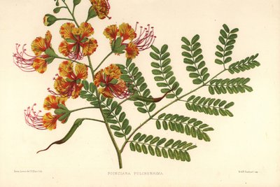 Poinciana, Caesalpinia Pulcherrima by Unknown